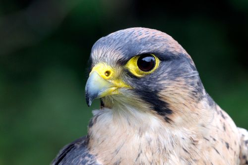 Lanner Falcon Falco biarmicus